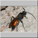 Priocnemis perturbator - Wegwespe w001i 11mm - Sandgrube Niedringhaussee-det.jpg